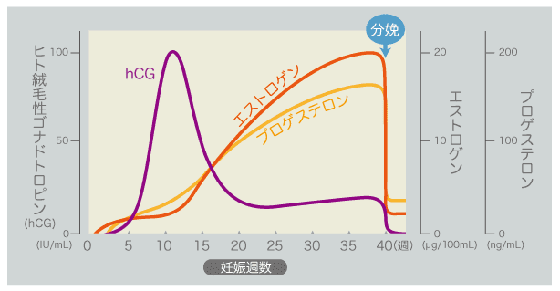 妊娠時のホルモンバランス