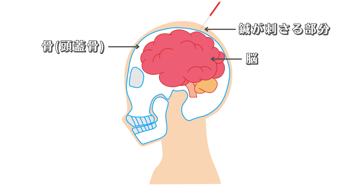 頭蓋骨と脳